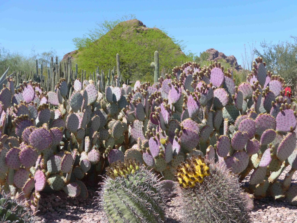 Plants putting on their spring apparel in the Botanic Gardens of Papago park